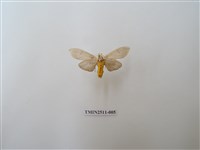 藏品(八點灰燈蛾)的圖片